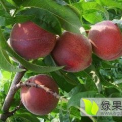 2016大荔蜜桃俏销大江南北