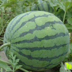 凌海金城单宝华7月京欣西瓜