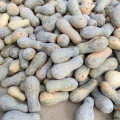 潘家湾万亩蔬菜基地早熟小果，密本