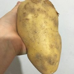 山东曲阜荷兰十五土豆著名品种