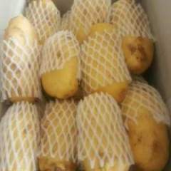 昌邑大章程林6月荷兰十五土豆