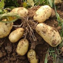 平度荷兰十五土豆上市