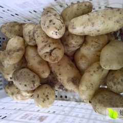 山东坊子荷兰十五土豆产销两旺