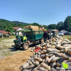 兴蔬蜜本南瓜已大量上市了！