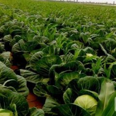 应县应县薛伟6月中甘21甘蓝