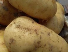 新民土豆已上市，早打白，荷兰系列