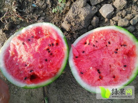2016年辽宁沈阳8424西瓜价格