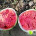 沈阳新民赵服江6月8424西瓜