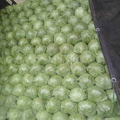 2016曲周甘蓝抓住商机无限