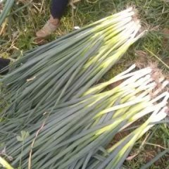 山东岱岳铁杆大葱火热上市