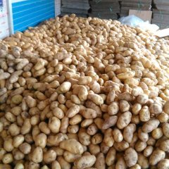 山东安丘荷兰十五土豆大面积上市