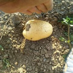 2016玉田土豆收购工作全面开展