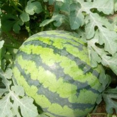 陕西蒲城京欣西瓜香甜可口