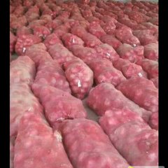 山东聊城莘县优质洋葱区