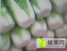 河北围场韩国黄心白菜产销两旺
