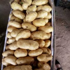 2016莘县土豆俏销大江南北