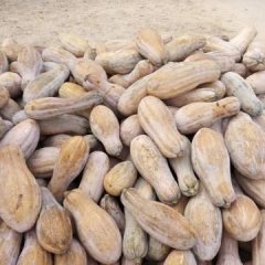 湖南岳阳南瓜畅销全国