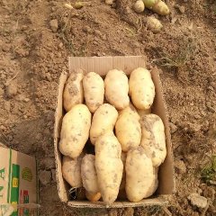 商河土豆假一赔十,许商张恒雪诚信合作