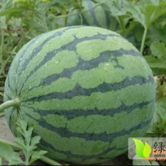 清苑河北何杰5月京欣西瓜