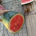 宜城湖北张丽丽6月黑美人西瓜