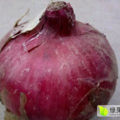 郯城红花朱昌伟6月红皮洋葱