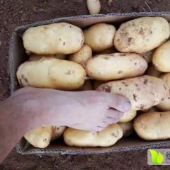 昆山张浦陈建强6月荷兰十五土豆