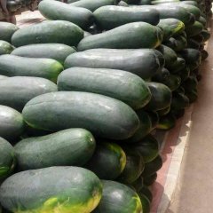 湖北嘉鱼子弹头黑皮冬瓜大量上市