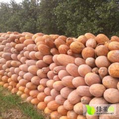 湖北嘉鱼密本南瓜大量上市