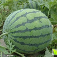 大量优质西瓜，面积大品种多