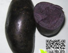 莱阳黑土豆上货量大，皮黑色，肉黑紫色，表皮光滑