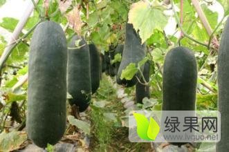 清苑冬瓜名优产品河北王盼柱诚信合作