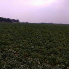 山东平度荷兰十五土豆品质优良
