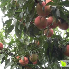 安丘管公席经理6月仓方早生蜜桃