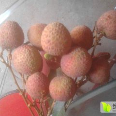 广西南宁市良庆区大塘镇荔枝大量上市