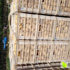 山东惠民荷兰十五