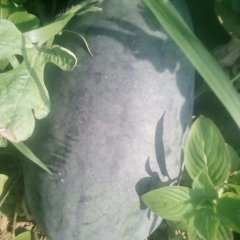 富川福利小林6月黑美人西瓜