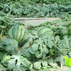 献县五轩家庭农场现有大量京欣