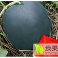 大荔安仁张永超6月黑皮无籽西瓜