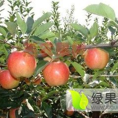 蒲城龙阳张永超5月京欣西瓜