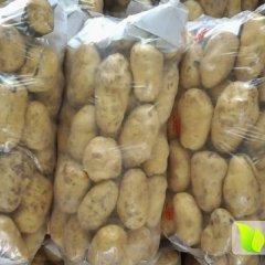 河南通许荷兰十五土豆随行就市