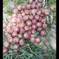 2016藁城洋葱价格波动不大