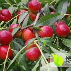 2016蒙阴陆地油桃收购工作全面开展