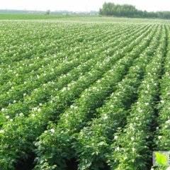 2016惠民土豆抓住商机无限