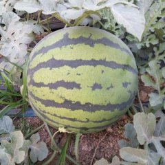 2016大荔西瓜现在订货有惊喜