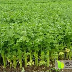 中牟东风朱涛6月美国西芹芹菜