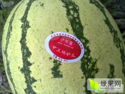 金城5号价格