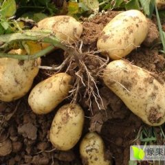 峡山土豆已上市，王家庄，冢子村，李付杰诚信