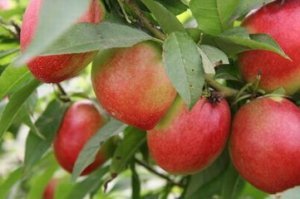 陕西省渭南市大荔县两宜镇油桃品质优良