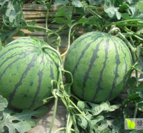 2016年辽宁新民京欣价格