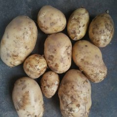 德州市夏津县土豆不要错过